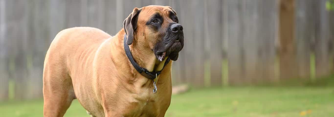 Fotografía de un perro mastín