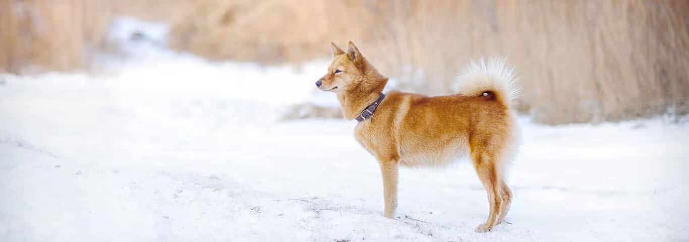 Fotografía de un perro Spitz finlandés