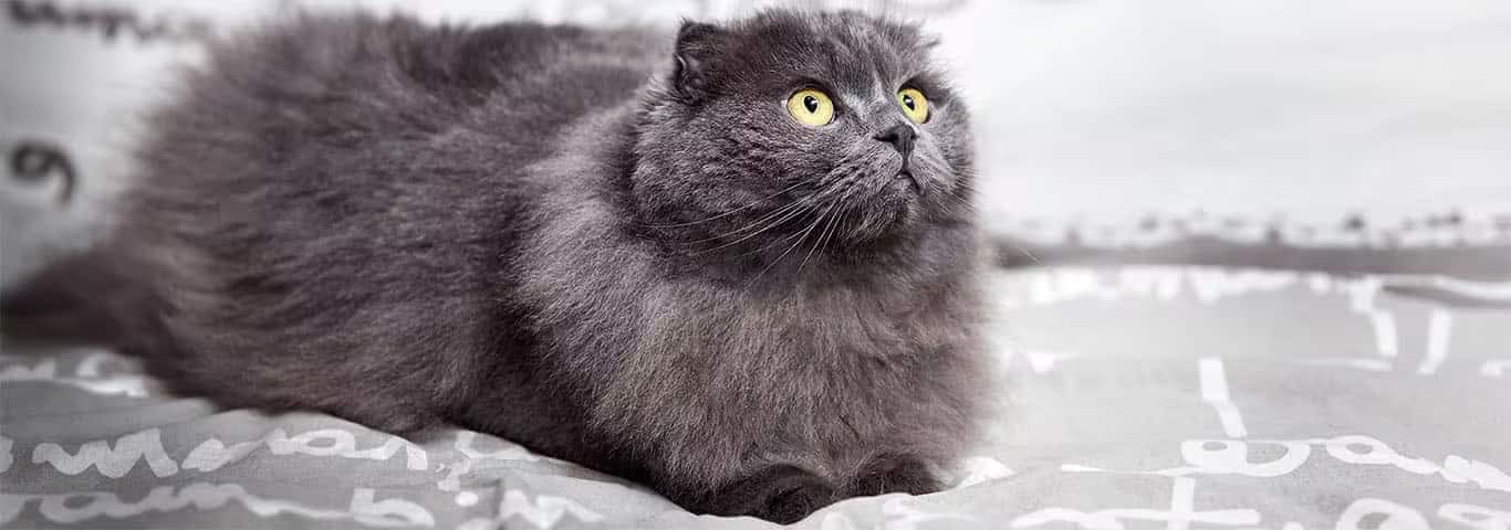 Fotografía de un gato Highland Fold