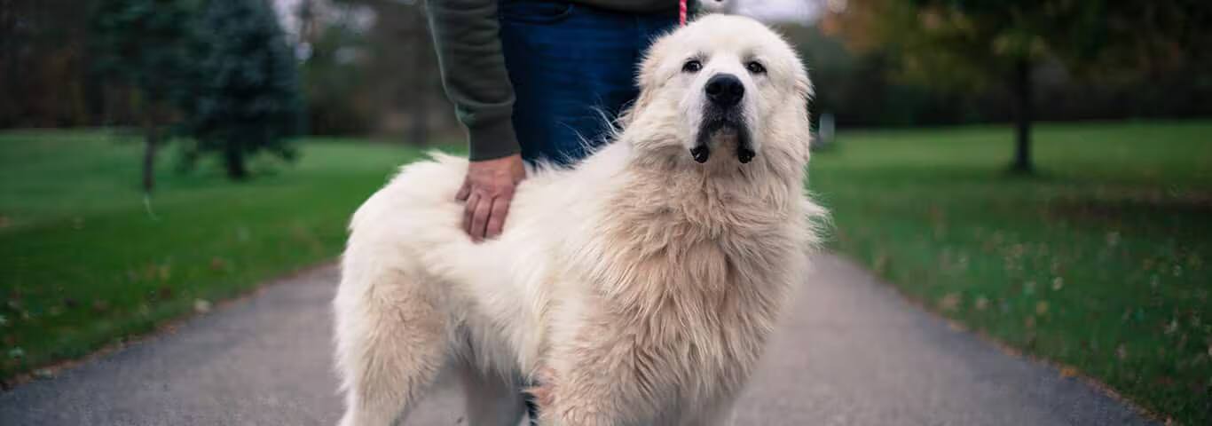 Fotografía de un perro de los Grandes Pirineos