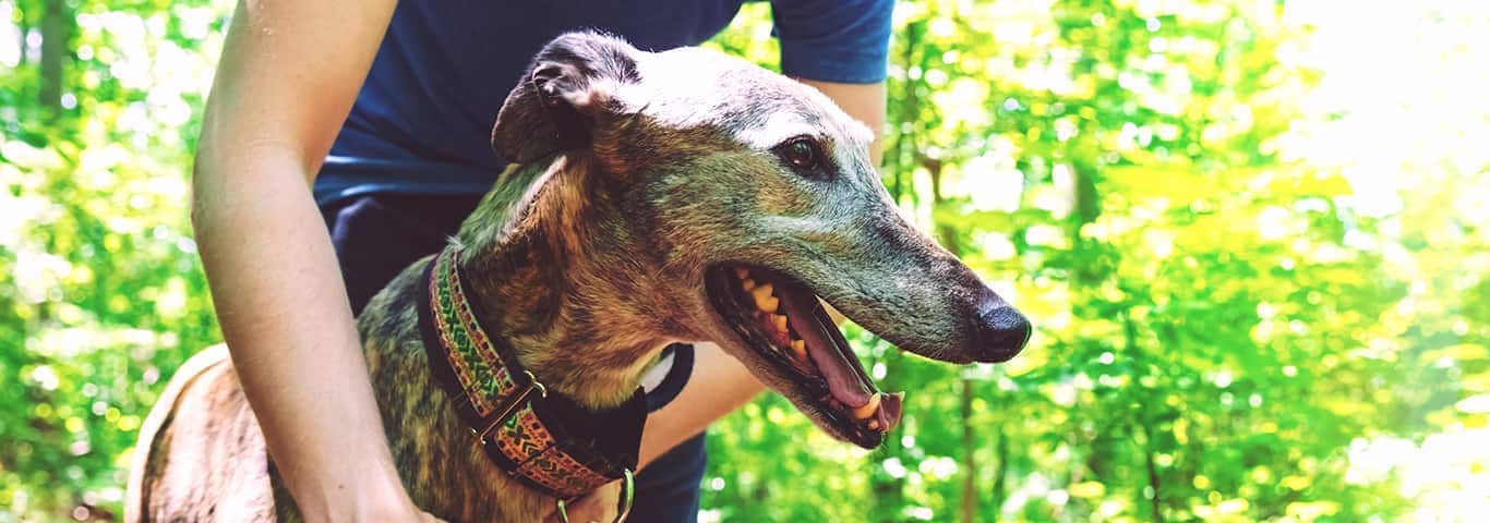 Fotografía de un perro galgo
