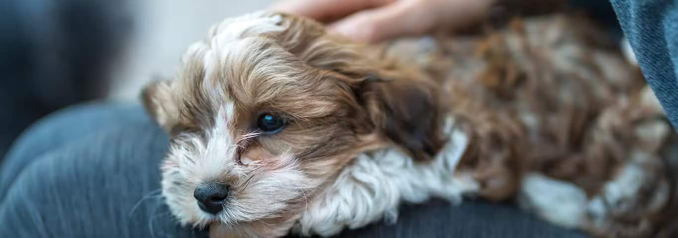 Fotografía de un perro habanero