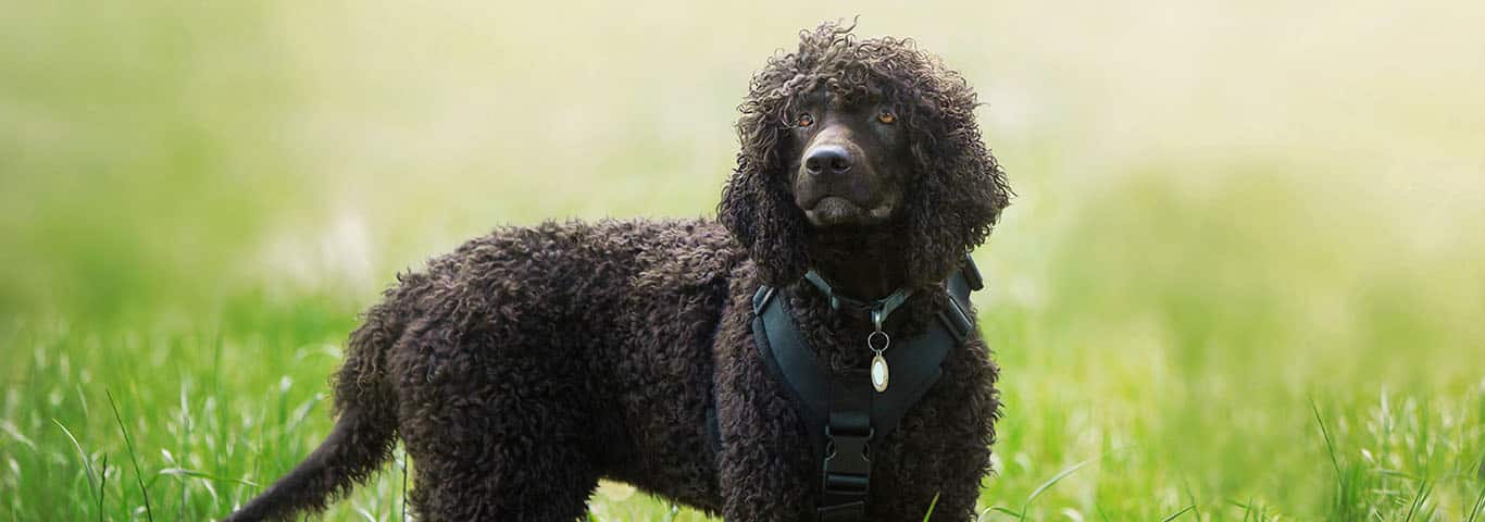Fotografía de un perro Spaniel de agua irlandés