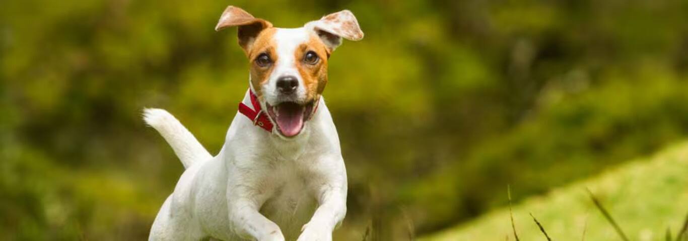 Fotografía de un perro Jack Russell Terrier