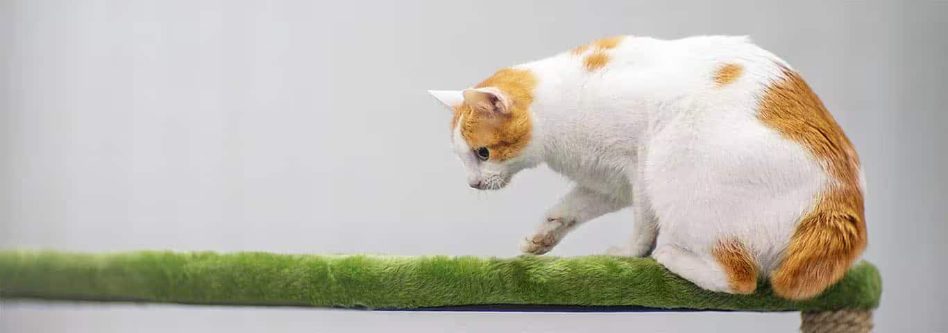 Fotografía de un gato Bobtail japonés
