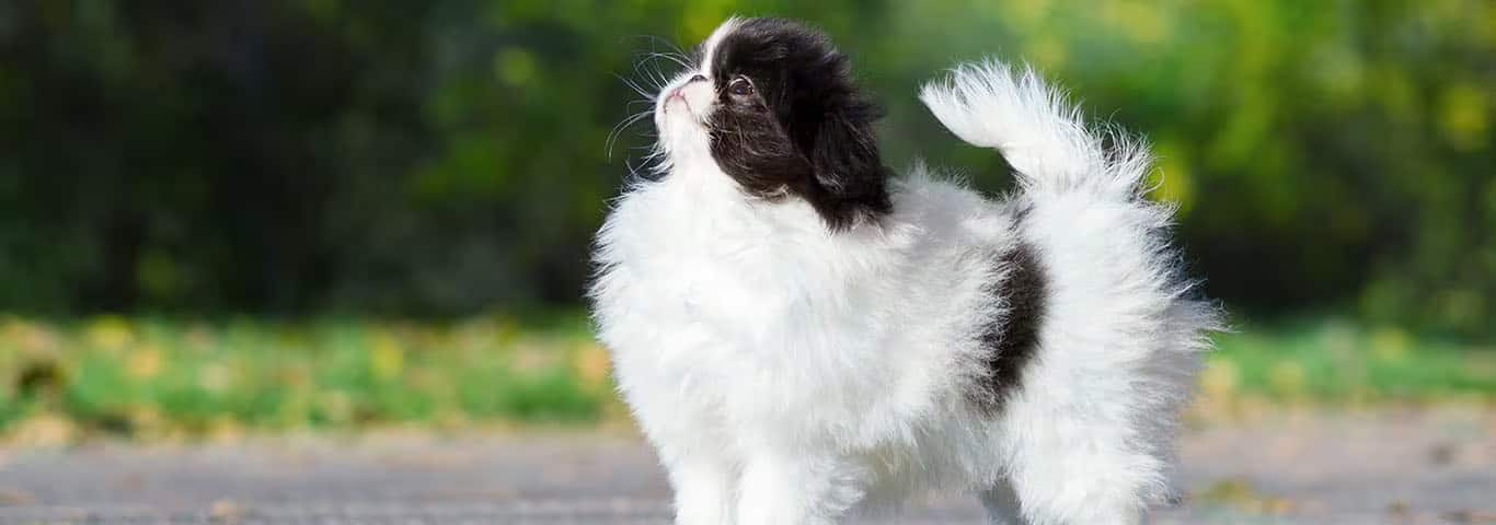 Fotografía de un perro Chin japonés