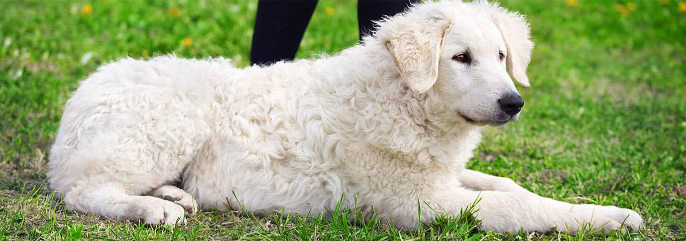 Fotografía de un perro Kuvasz