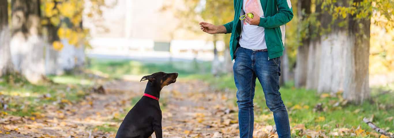 Fotografía de un perro dóberman