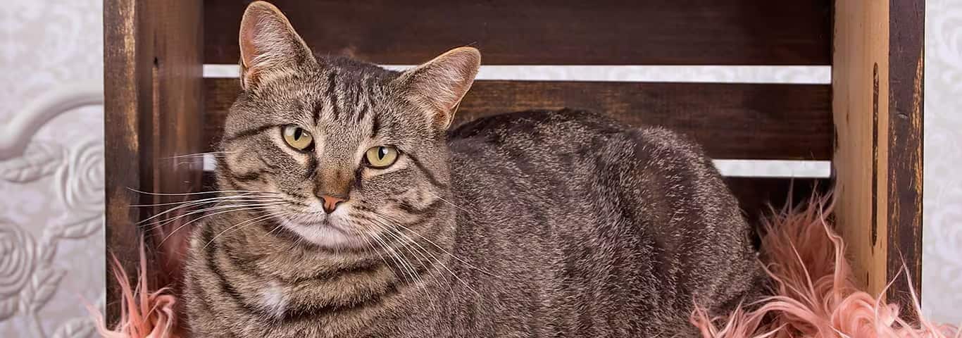 Fotografía de un gato Manx