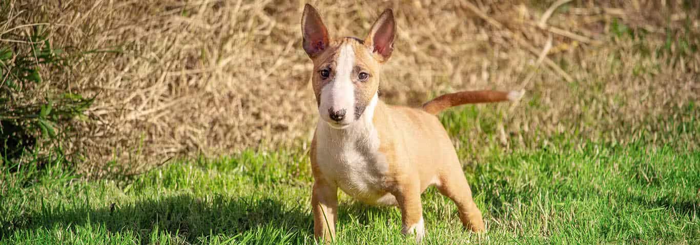 Fotografía de un perro Bull Terrier miniatura