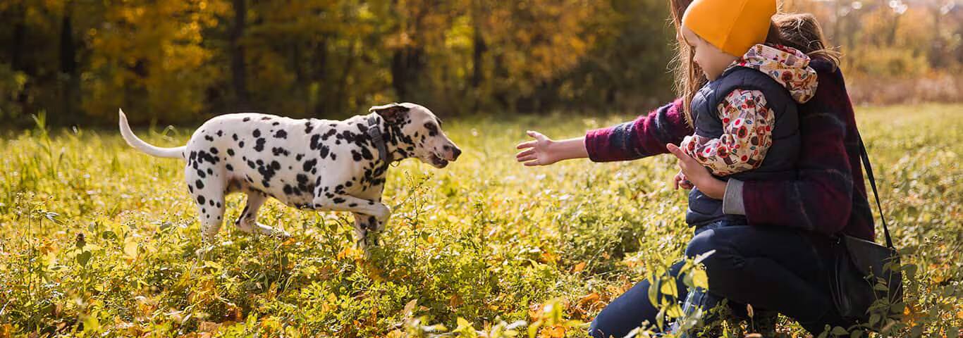 Foto de un perro dálmata