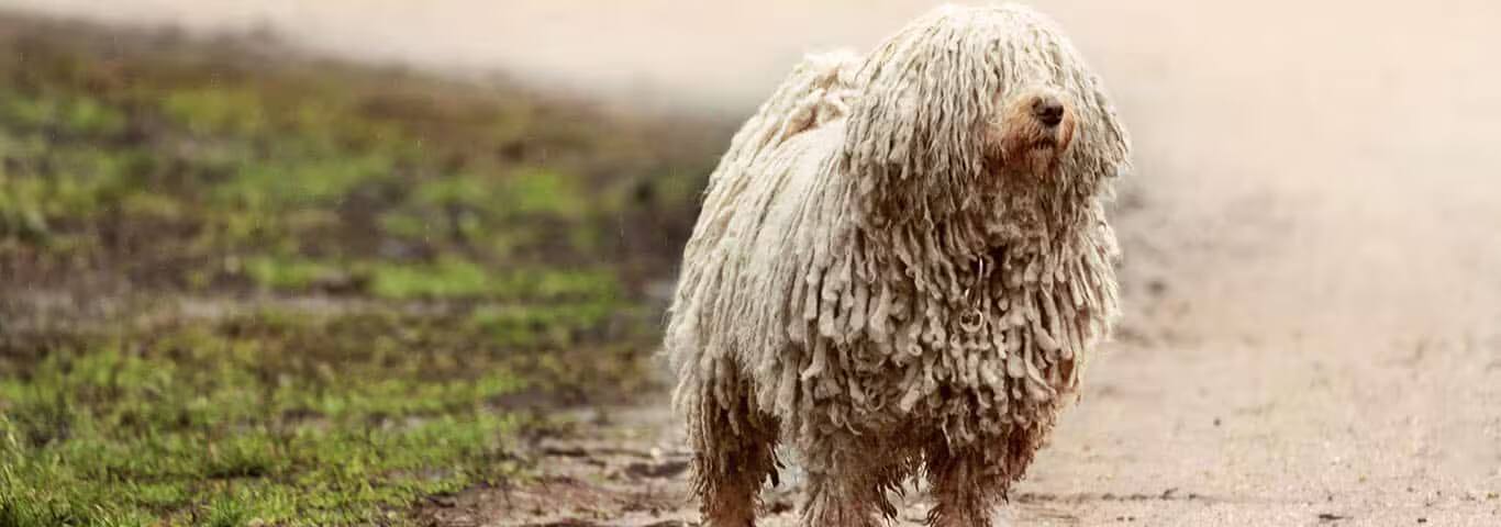 Fotografía de un perro Puli