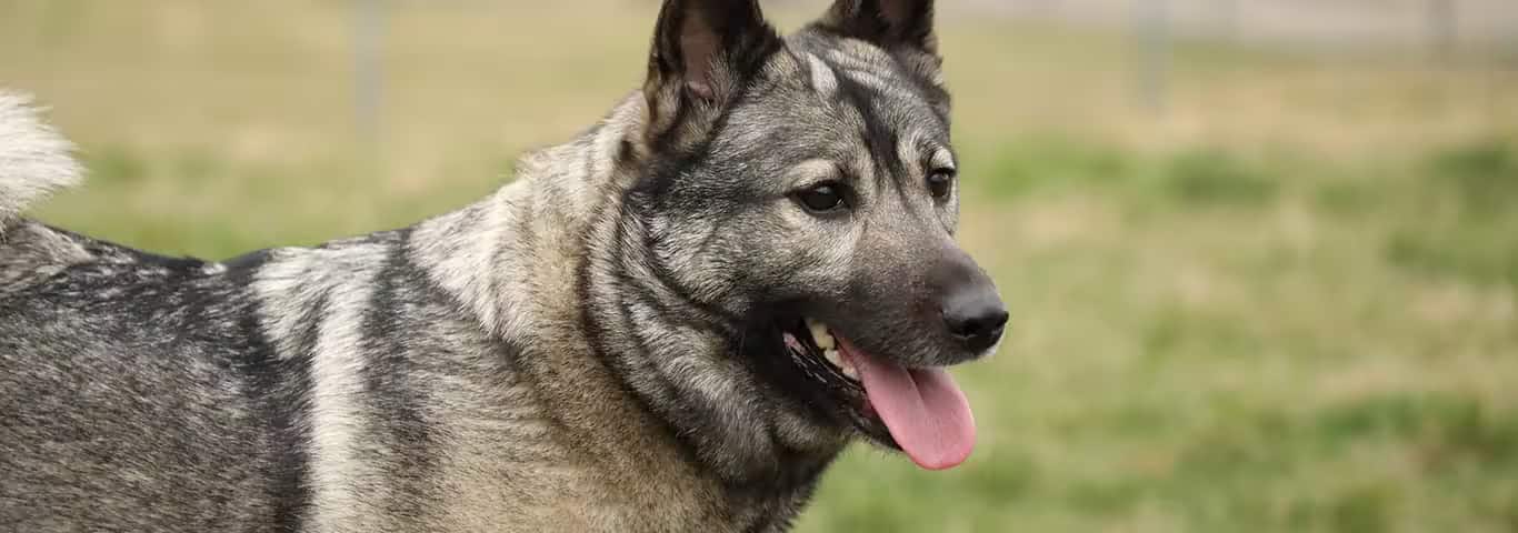 Fotografía de un perro cazador de alces noruego