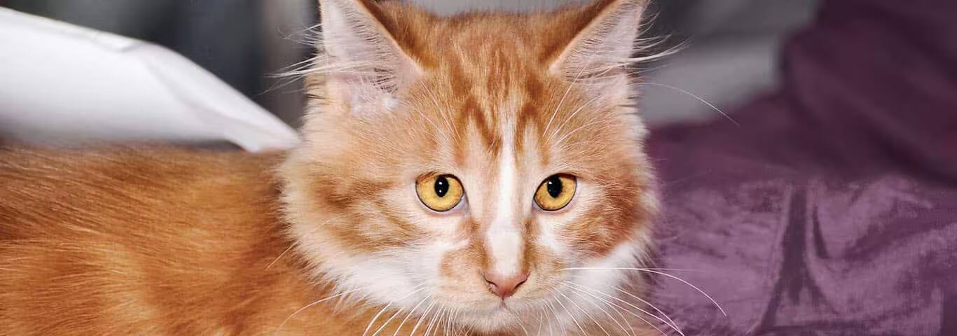 Fotografía de un gato Cymric