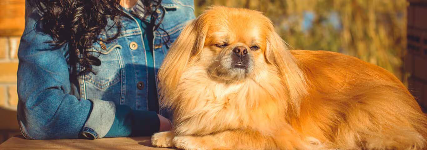 Fotografía de un perro pequinés
