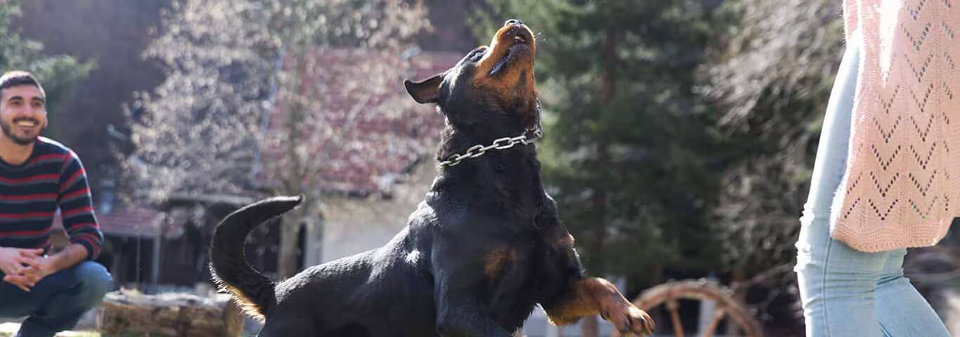 Fotografía de un perro rottweiler