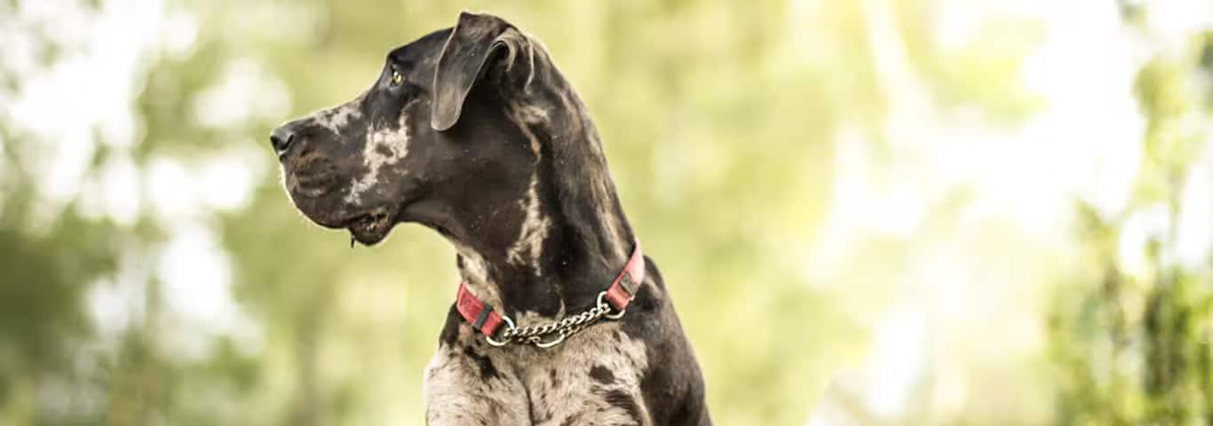Fotografía de un perro gran danés