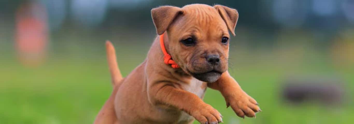 Fotografía de un perro Staffordshire Bull Terrier