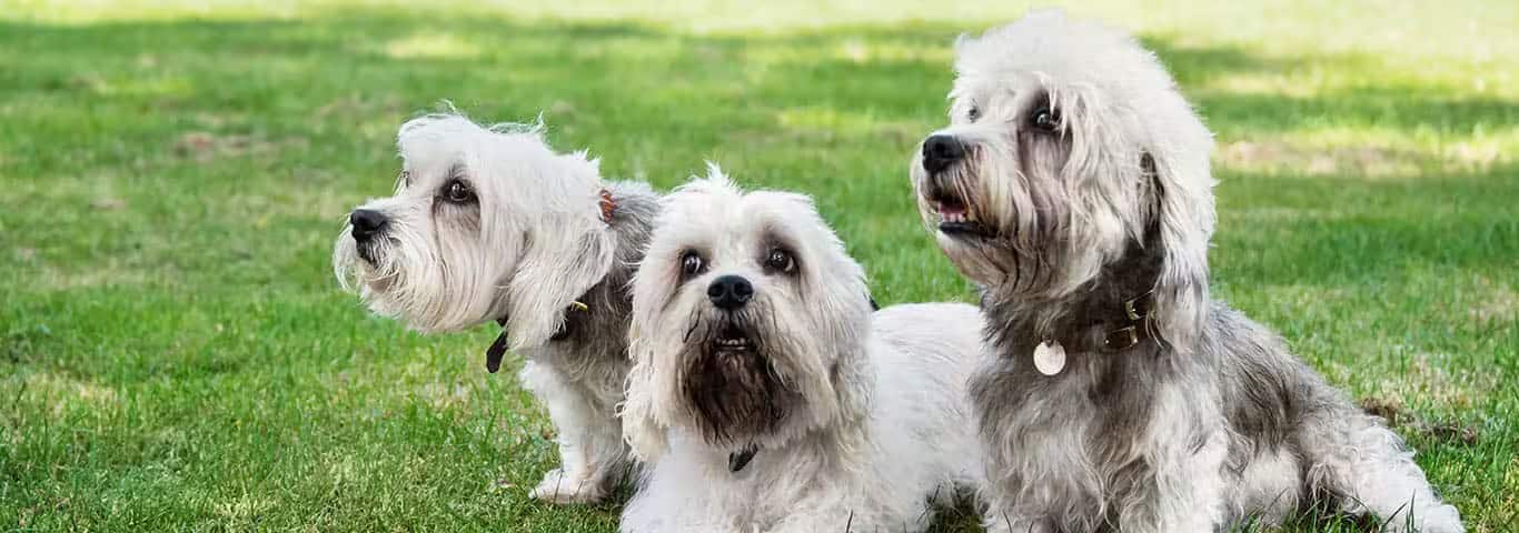 Foto de un perro Dandie Dinmont Terrier
