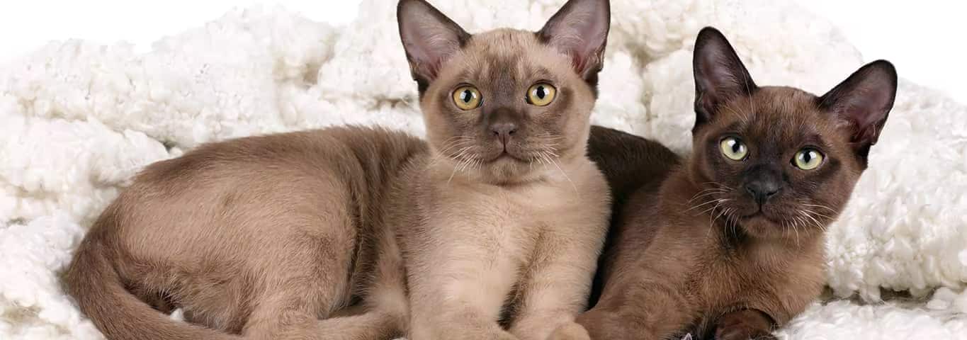 Fotografía de un gato birmano