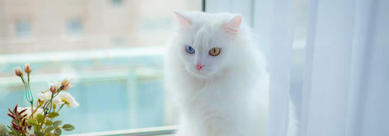 Fotografía de un gato angora turco