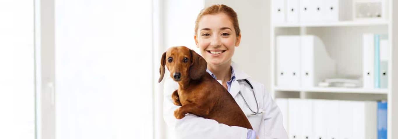 Foto de un perro salchicha