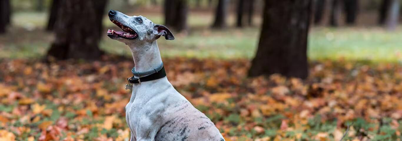 Fotografía de un perro whippet