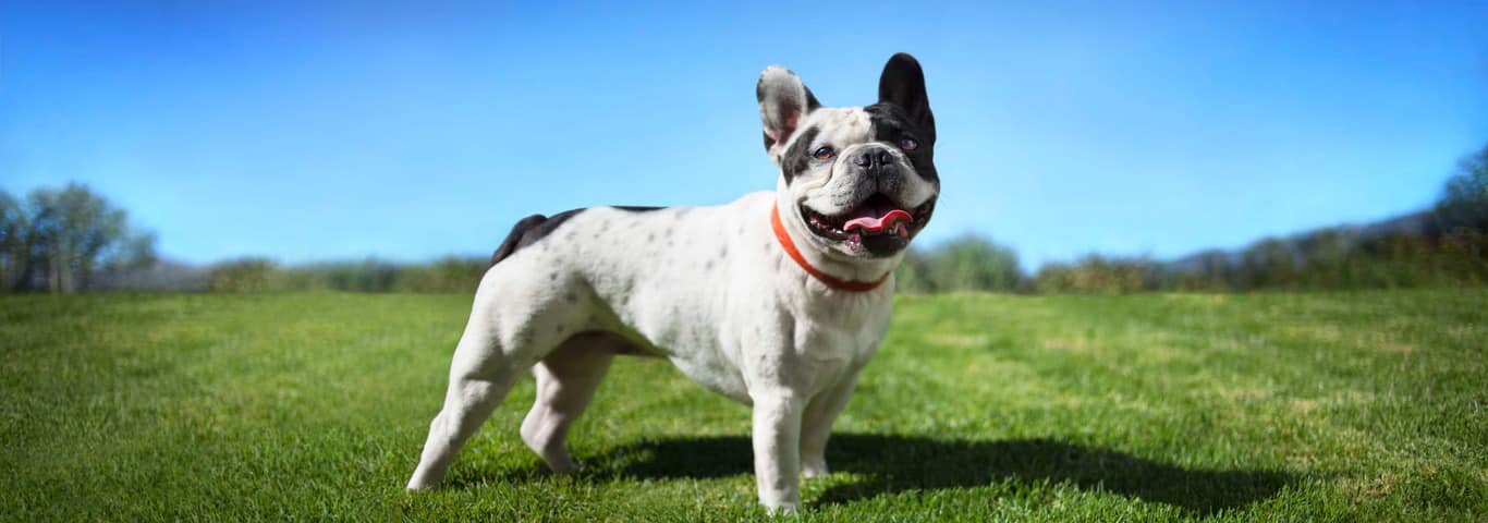 Fotografía de un perro bulldog francés