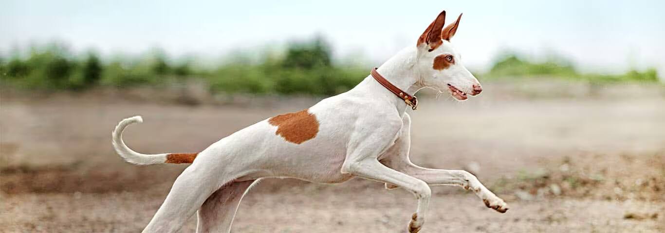 Fotografía de un perro podenco ibicenco