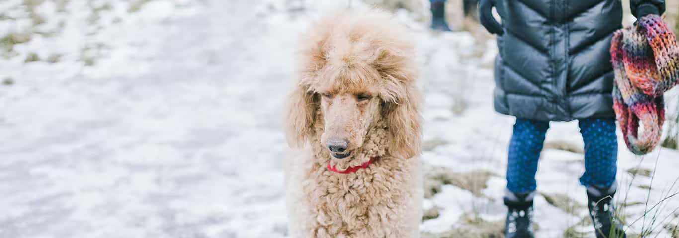Foto de un perro caniche