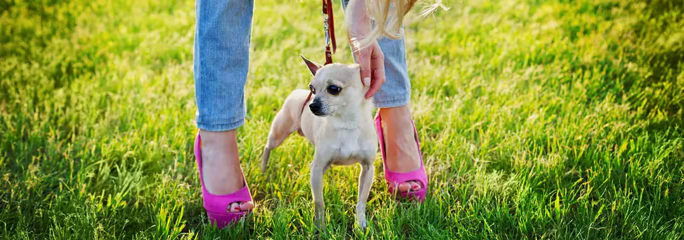 Foto de un perro chihuahua