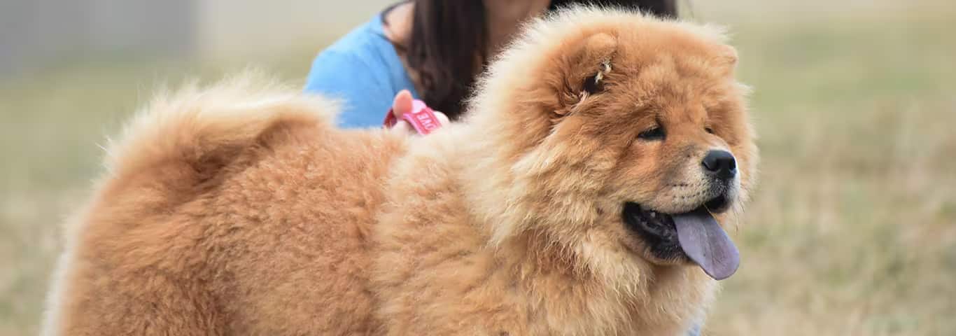 Fotografía de un perro Chow Chow
