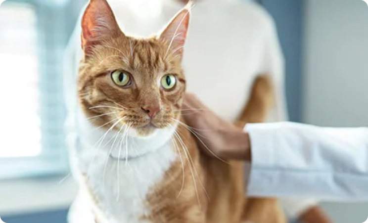 Gato En Clínica Veterinaria