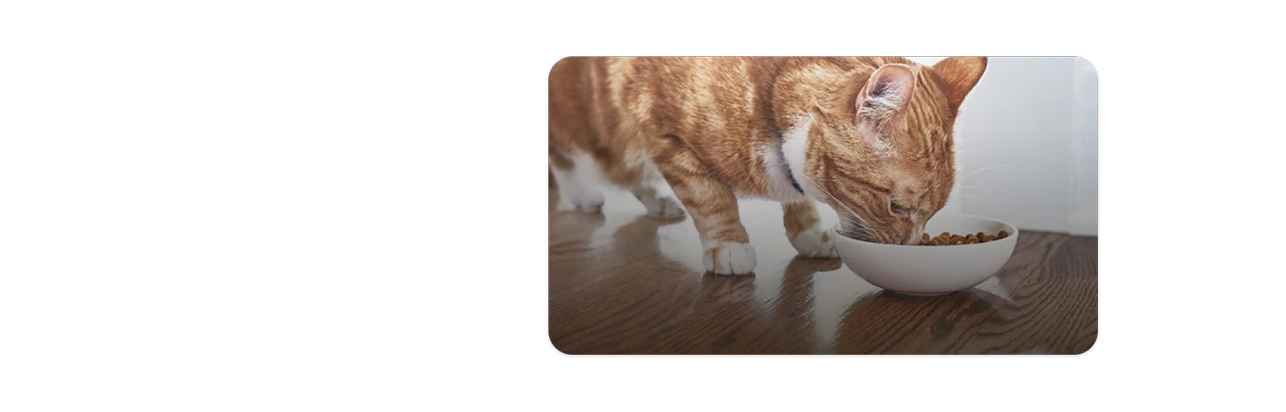 Un gatito naranja y blanco comiendo comida para gatos