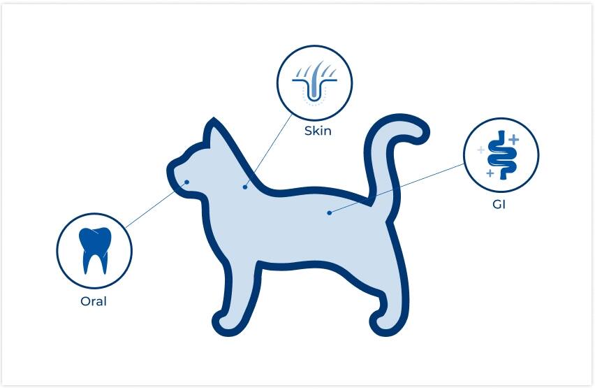 locación de microbiomas en el gato