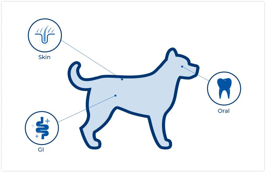 localización de microbiomas en el perro