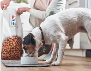  Perro comiendo comida para mascotas Hill's
