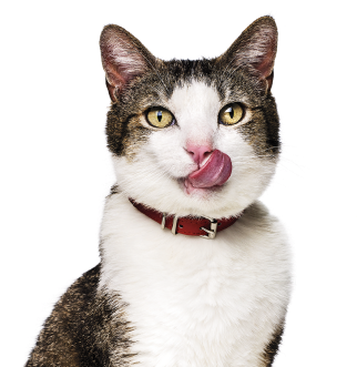 Gato lamiéndose la boca