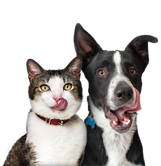 Mascotas