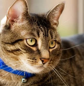 Un gato