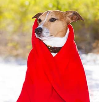 Un perro con abrigo rojo