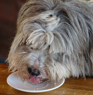 Un perro comiendo