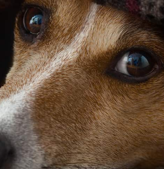 Un perro
