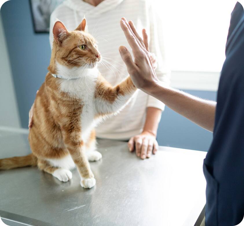 Gato en el veterinario