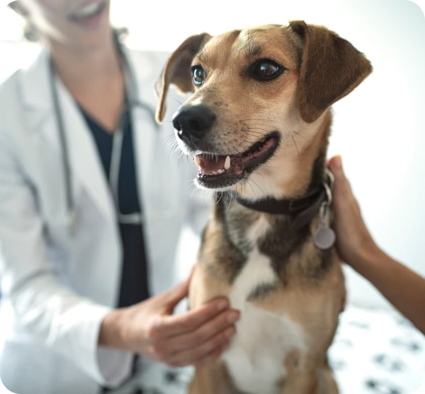 Un perro en una clínica veterinaria