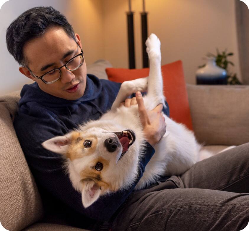 Perro siendo acariciado