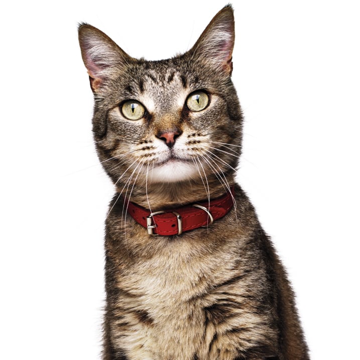 Gato