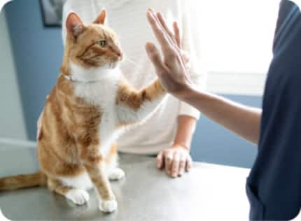 Gato en el veterinario