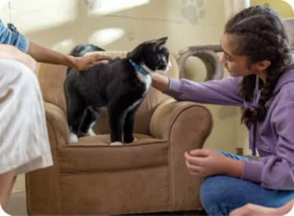 Gato jugando con un juguete