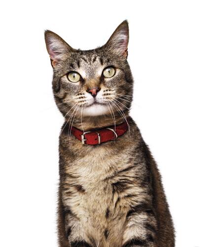 Gato